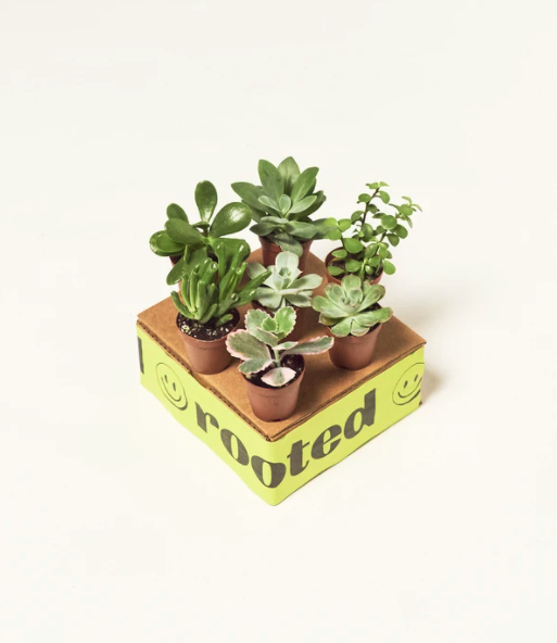 BABYPLANTBOX-MYSTERYLOW_1000x.png