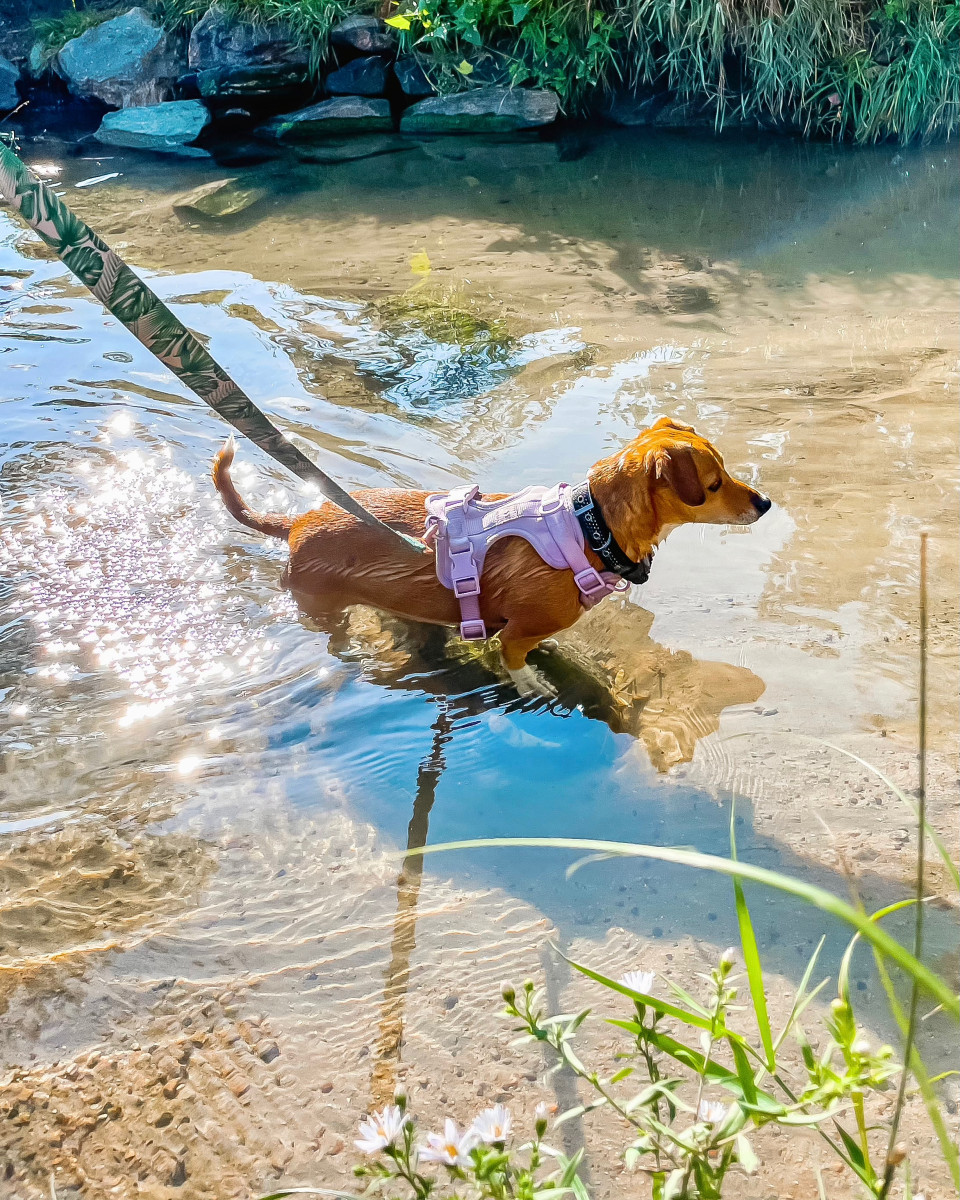 Dog Harness