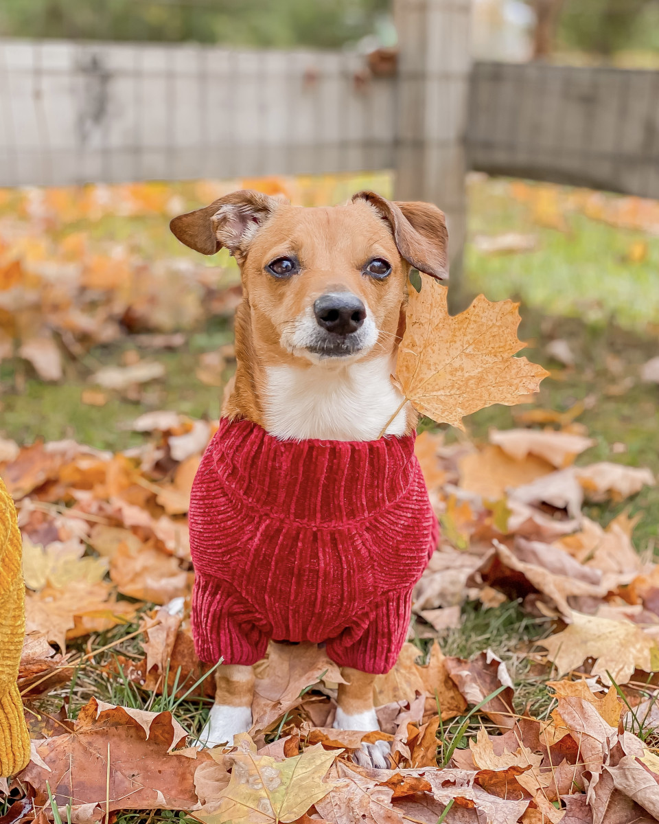 Dog sweaters
